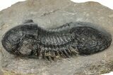 Bargain, Paralejurus Trilobite Fossil - Atchana, Morocco #310577-2